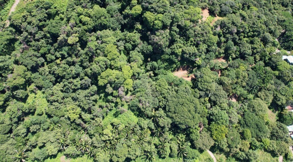 Aerial view over the jungle canopy and the lot